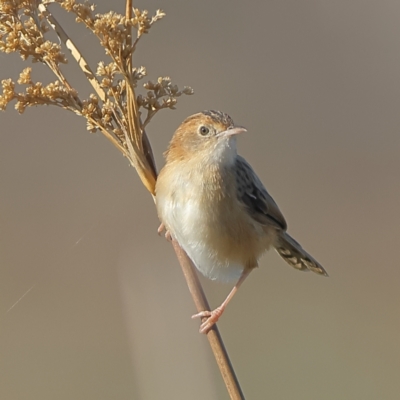Cisticola exilis (Golden-headed Cisticola) at Winton Wetlands - 11 Apr 2024 by MichaelWenke