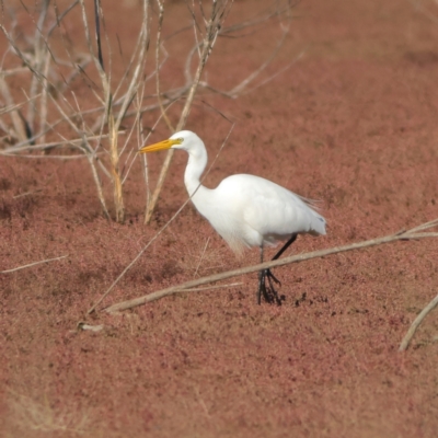 Ardea plumifera (Plumed Egret) at Winton Wetlands - 11 Apr 2024 by MichaelWenke