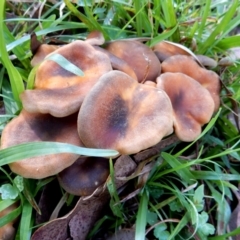 Omphalotus nidiformis (Ghost Fungus) at Bodalla State Forest - 9 Apr 2024 by Teresa