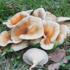 Omphalotus nidiformis at Bodalla State Forest - 9 Apr 2024