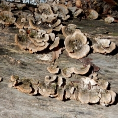 Trametes versicolor (Turkey Tail) at Bodalla, NSW - 11 Apr 2024 by Teresa