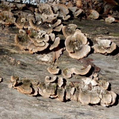 Trametes versicolor (Turkey Tail) at Bodalla State Forest - 11 Apr 2024 by Teresa