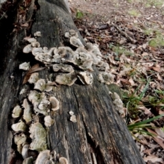 Trametes versicolor at Bodalla State Forest - 11 Apr 2024