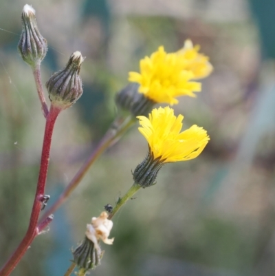 Picris angustifolia subsp. merxmuelleri at Cotter River, ACT - 14 Apr 2024 by RAllen