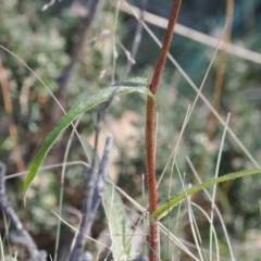 Picris angustifolia subsp. merxmuelleri at Namadgi National Park - 14 Apr 2024 10:45 AM