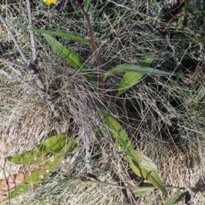 Picris angustifolia subsp. merxmuelleri at Namadgi National Park - 14 Apr 2024 10:45 AM