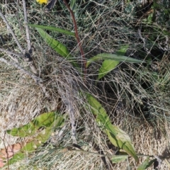 Picris angustifolia subsp. merxmuelleri at Namadgi National Park - 14 Apr 2024