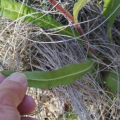 Picris angustifolia subsp. merxmuelleri at Namadgi National Park - 14 Apr 2024 10:45 AM