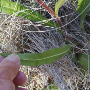 Picris angustifolia subsp. merxmuelleri at Namadgi National Park - 14 Apr 2024