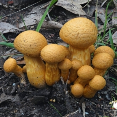 Gymnopilus junonius (Spectacular Rustgill) at Bodalla, NSW - 15 Apr 2024 by Teresa