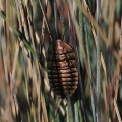 Polyzosteria viridissima (Alpine Metallic Cockroach) at Cotter River, ACT - 14 Apr 2024 by RAllen