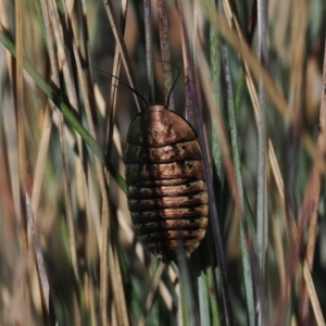 Polyzosteria viridissima at Namadgi National Park - 14 Apr 2024