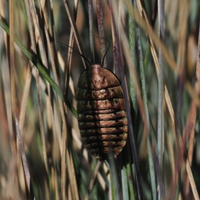 Polyzosteria viridissima (Alpine Metallic Cockroach) at Namadgi National Park - 14 Apr 2024 by RAllen