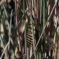 Polyzosteria viridissima at Namadgi National Park - 14 Apr 2024