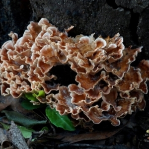 Podoscypha petalodes at Bodalla State Forest - 15 Apr 2024