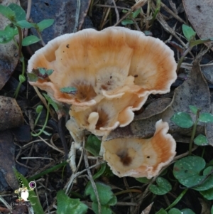 Podoscypha petalodes at Bodalla State Forest - 15 Apr 2024