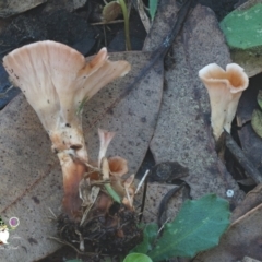 Podoscypha petalodes at Bodalla State Forest - 15 Apr 2024