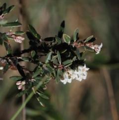 Acrothamnus hookeri (Mountain Beard Heath) at Cotter River, ACT - 14 Apr 2024 by RAllen