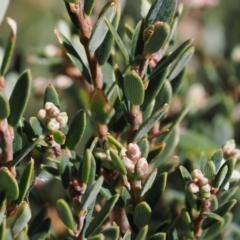 Acrothamnus hookeri at Namadgi National Park - 14 Apr 2024