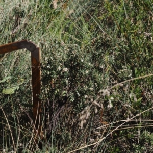 Acrothamnus hookeri at Namadgi National Park - 14 Apr 2024