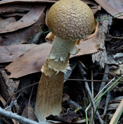 Unidentified Bolete - Fleshy texture, stem central (more-or-less) at Bodalla, NSW - 15 Apr 2024 by Teresa