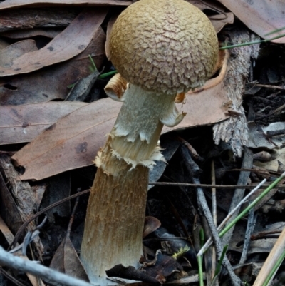 Boletellus ananiceps at Bodalla State Forest - 15 Apr 2024 by Teresa