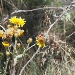 Vanessa kershawi (Australian Painted Lady) at Namadgi National Park - 14 Apr 2024 by RAllen