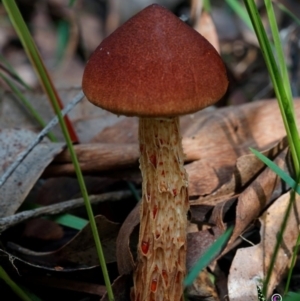 Austroboletus lacunosus at Bodalla State Forest - 15 Apr 2024 11:33 AM