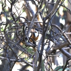 Acanthorhynchus tenuirostris at Namadgi National Park - 14 Apr 2024