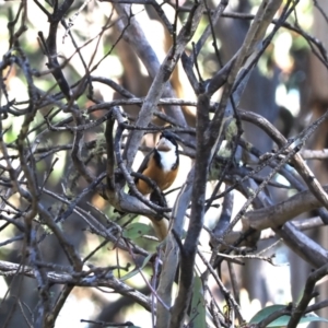 Acanthorhynchus tenuirostris at Namadgi National Park - 14 Apr 2024