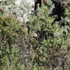 Acanthorhynchus tenuirostris at Namadgi National Park - 14 Apr 2024