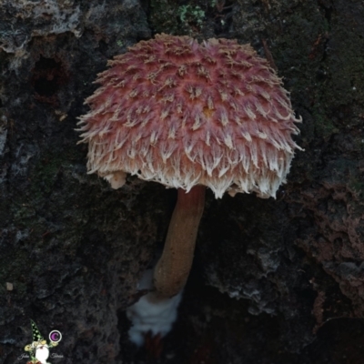 Unidentified Bolete - Fleshy texture, stem central (more-or-less) at Bodalla, NSW - 15 Apr 2024 by Teresa