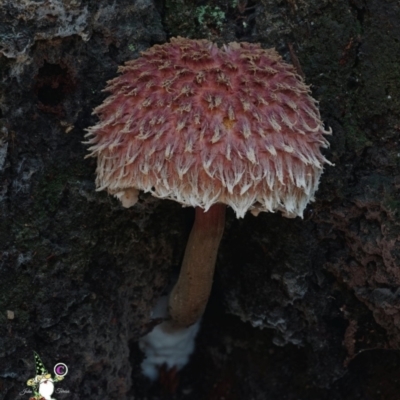 Boletellus emodensis at Bodalla State Forest - 15 Apr 2024 by Teresa