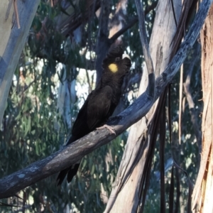 Zanda funerea at Namadgi National Park - 14 Apr 2024