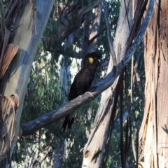 Zanda funerea at Namadgi National Park - 14 Apr 2024