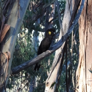 Zanda funerea at Namadgi National Park - 14 Apr 2024