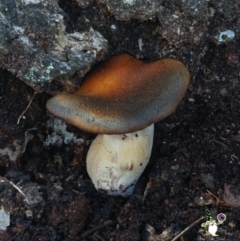 Unidentified Fungus at Bodalla State Forest - 15 Apr 2024 by Teresa