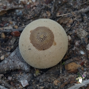 Lycoperdon sp. at Bodalla State Forest - 15 Apr 2024 11:49 AM