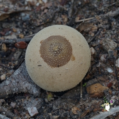 Lycoperdon sp. (Puffball) at Bodalla State Forest - 15 Apr 2024 by Teresa