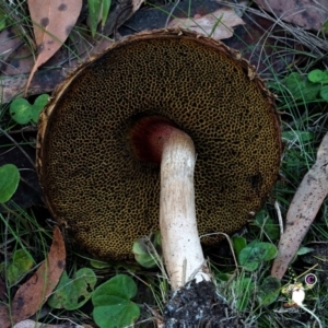 Boletellus sp. at Bodalla State Forest - 15 Apr 2024 11:55 AM