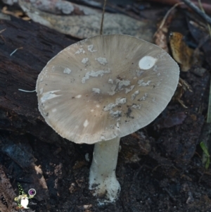 Amanita sp. at Bodalla State Forest - 15 Apr 2024 12:11 PM