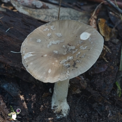 Amanita sp. at Bodalla, NSW - 15 Apr 2024 by Teresa