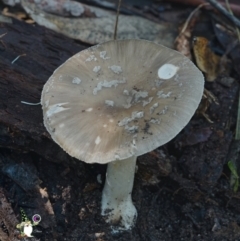 Amanita sp. at Bodalla State Forest - 15 Apr 2024 by Teresa