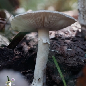 Amanita sp. at Bodalla State Forest - 15 Apr 2024 12:11 PM