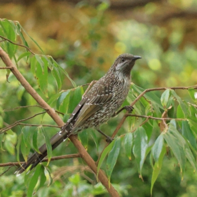 Anthochaera chrysoptera (Little Wattlebird) at Melbourne, VIC - 14 Apr 2024 by MichaelWenke