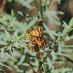 Oreixenica lathoniella (Silver Xenica) at Namadgi National Park - 27 Feb 2024 by RAllen