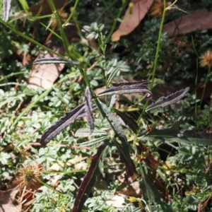 Senecio prenanthoides at Namadgi National Park - 28 Feb 2024