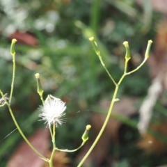 Senecio prenanthoides at Namadgi National Park - 28 Feb 2024