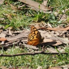 Heteronympha penelope (Shouldered Brown) at Namadgi National Park - 28 Feb 2024 by RAllen