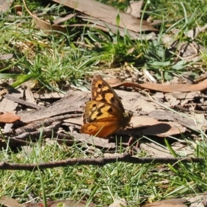 Heteronympha penelope at Namadgi National Park - 28 Feb 2024 09:39 AM